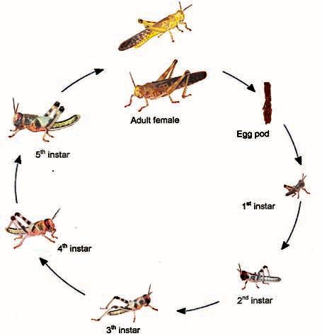 The life cycle of a locust